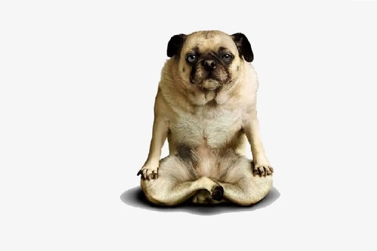 Warum kann ein Hund der Versuchung einer Yogamatte nicht widerstehen?
